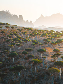 Aerial view of the unique Dragon Blood trees in the Firmihin Forest, with rugged mountains in the background under golden hour light in Asma, Socotra, Yemen.