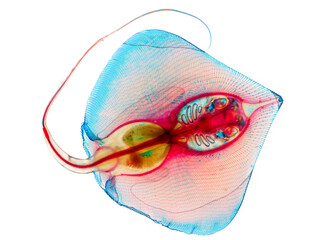 Anatomical specimen of a ray fish prepared with clearing and staining technique for scientific study. © Phisit