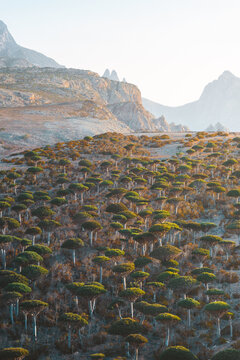 Aerial view of Campsite Firmihin Forest with its iconic dragon blood trees scattered across the rugged landscape under soft golden light Asma, Socotra, Yemen.