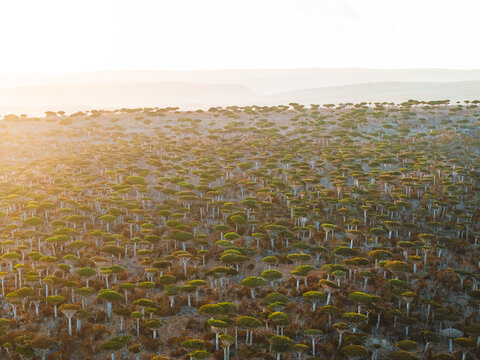 Aerial view of the unique Dragon Blood Trees in the Firmihin Forest during golden hour in Asma, Socotra, Yemen.