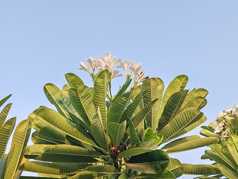 Plumeria pudica flowers and beautiful tulips are blooming outdoors in the garden. The white Plumeria pudica flowers, along with tulips and roses, are surrounded by lush green leave
Natural Environment