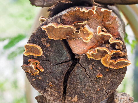 Wild bracket fungus growing on dead timber log surface in forest environment showing natural decomposition process.fungus growing on rotten log.