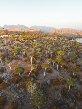 Aerial view of the unique Dragon Blood Trees in the Firmihin Forest, with rugged mountains in the background under soft golden hour light in Asma, Socotra, Yemen.