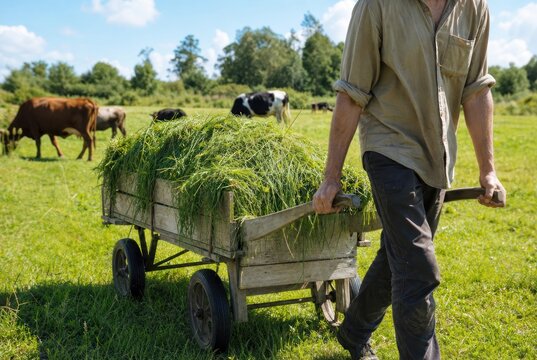 Vintage farmer pulling wooden cart filled with fresh green hay across lush pasture with grazing cattle, rural agricultural scene, sunny countryside