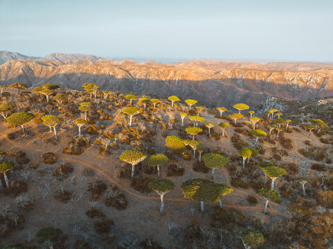 Aerial view of the unique Dragon Blood trees in the Firmihin Forest, with rocky terrain and distant mountains illuminated by the golden hour light in Asma, Socotra, Yemen.