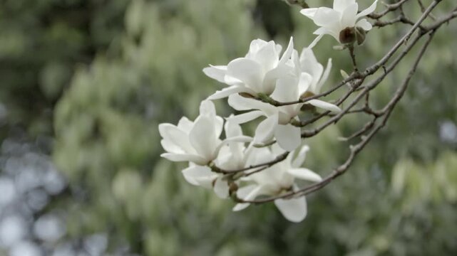 Close-up of white magnolia flower on branch in spring garden、
