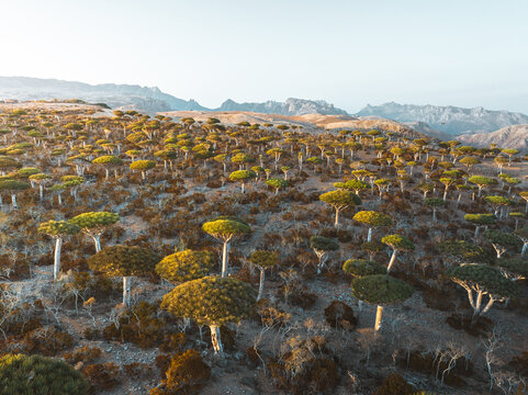 Aerial view of Dragon Blood Trees in Firmihin Forest, with umbrella-shaped canopies across the rocky landscape under a clear sky in Asma, Socotra, Yemen.