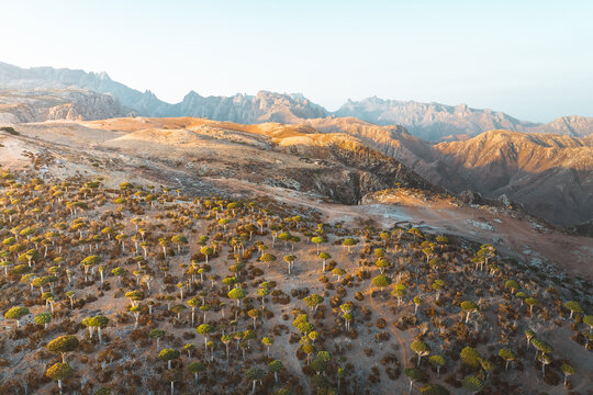 Aerial view of the unique dragon blood trees in the Firmihin Forest landscape with rugged mountains in the background at sunset in Asma, Socotra, Yemen.