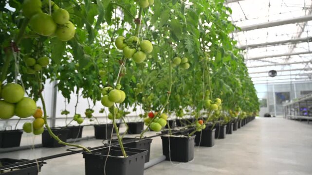 Industrial greenhouse with rows of growing tomato plants in black plastic pots.
