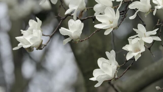Close-up of white magnolia flower on branch in spring garden、