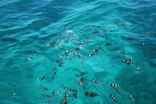 School of striped sergeant major fish swimming near surface of clear blue sea water