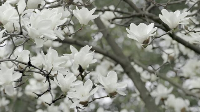 Close-up of white magnolia flower on branch in spring garden、