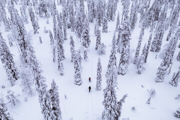 Fototapeta premium Aerial view of two people skiing through a snowy forest landscape.