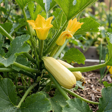 Yellow squash blossoms and young fruit on garden vine.