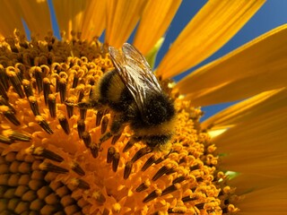 Bumblebee collecting nectar and pollen on a sunflower flower © OLENA LIALINA