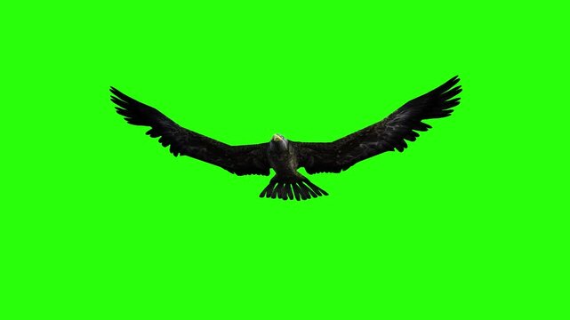 Flying eagle or falcon bird and crow in the sky with green screen or chroma key video clip motion background