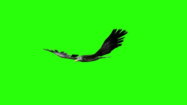 Flying eagle or falcon bird and crow in the sky with green screen or chroma key video clip motion background