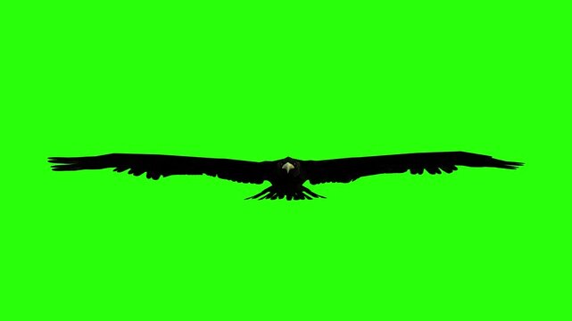 Flying eagle or falcon bird and crow in the sky with green screen or chroma key video clip motion background