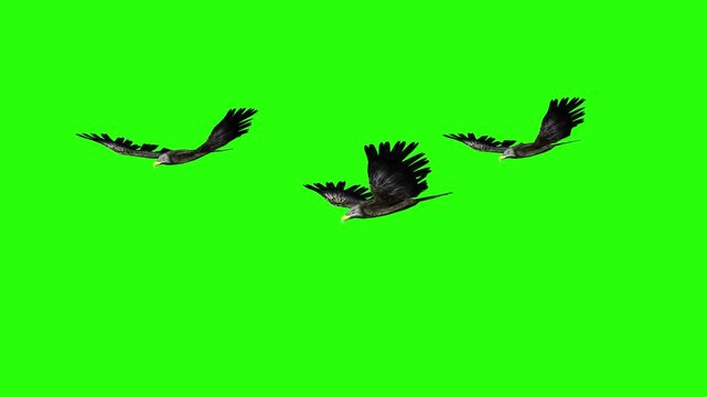 Flying eagle or falcon bird and crow in the sky with green screen or chroma key video clip motion background