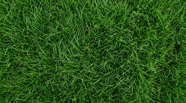 Lush green grass texture shot from a top-down perspective in soft natural light. Ideal for environmental and gardening background designs.
