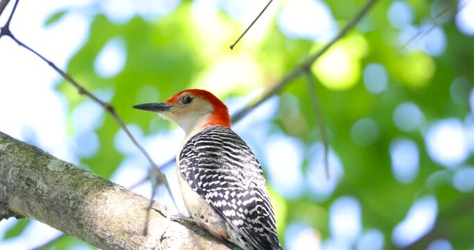 Red bellied woodpecker perching on a tree branch