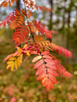 Close-up of red rowan berries and vibrant orange-red leaves displaying colorful autumn foliage in a Nordic forest.