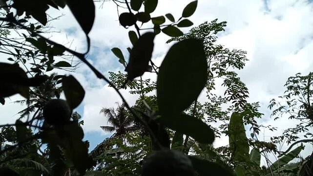 Fresh kaffir lime leavis isolated .