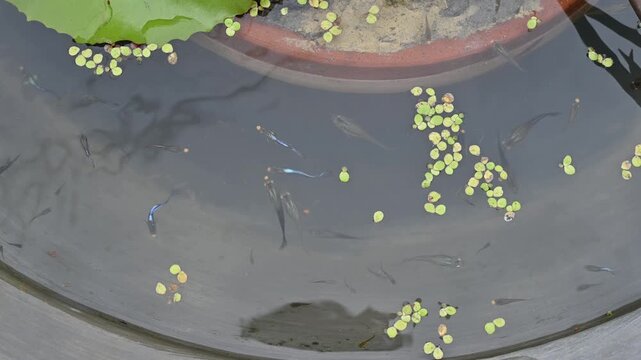 Feeding Guppy fish in a cement bowl. Feed the fish once or twice a day. Because it is much easier to overfeed most fish than to give them too little food.