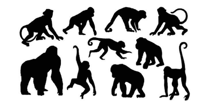 Collection of various monkey silhouettes in different poses, including sitting, standing, and hanging, isolated on white