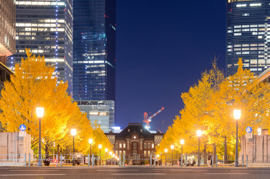 丸の内にある行幸通りのとても綺麗ないちょう並木のライトアップ風景A view of the beautifully illuminated ginkgo tree-lined avenue on Gyoko-dori Street in Marunouchi