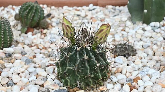 Timelapse of the flowers of Hamato cactus while blooming. Inside the part of the flower that has petals are the parts which produce pollen and seeds.