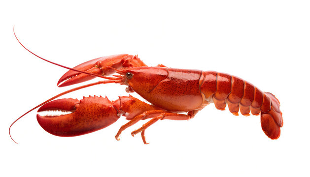 Fresh whole red lobster isolated on white background for seafood restaurant menu