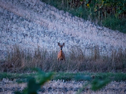 Portrait of roe deer doe facing camera