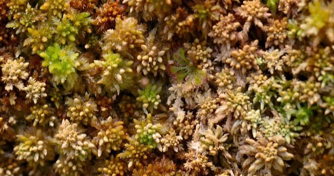 Peat moss sphagnum carpet with sundew growing in swamp