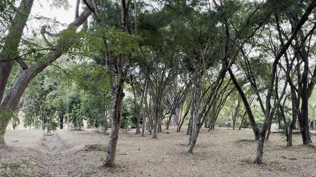 Right to Left Pan of Tropical Dry Forest Trees in Valle del Cauca Colombia