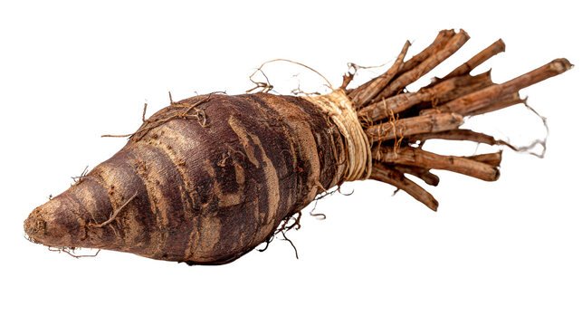 Fresh burdock root tied with twine showing long fibrous shape for herbal medicine and organic vegetable cooking on white background