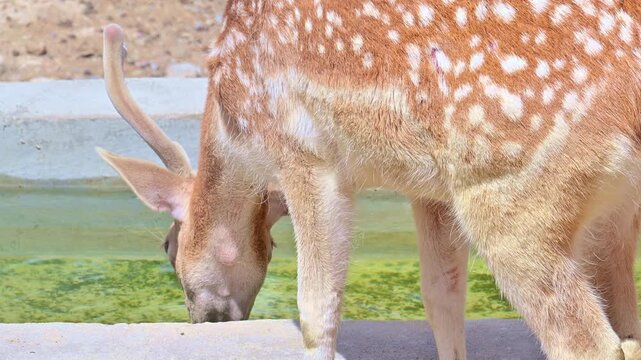 young deer drinking water from the trough