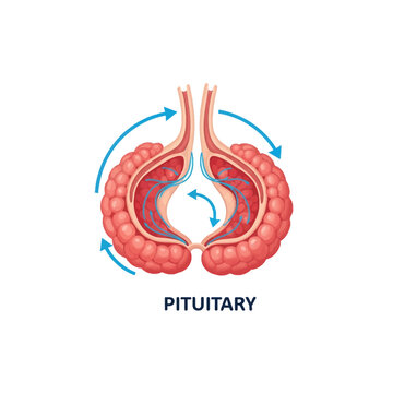 Medical vector illustration of the human pituitary gland cross-section showing anterior and posterior lobes, infundibulum stalk, and hormone circulation arrows on white.