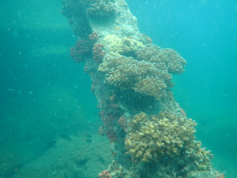 A close-up underwater photograph of a wooden dock piling densely encrusted with hard stony corals and marine growth in clear turquoise ocean water.
