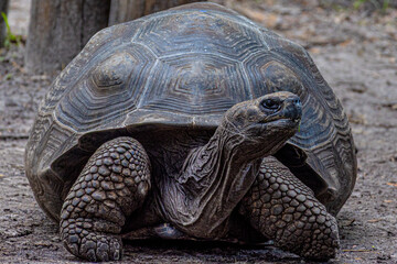 Galapagos Giant Tortoise (Chelonoidis niger) Profile Portrait © Matthew Bydalek