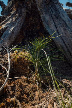 Lodgepole Pine Reforestation 