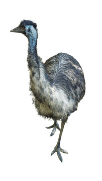 Emu bird standing full body isolated on transparent background PNG