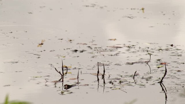 Dragonfly repeatedly dipping its tail in the water, guessing it is laying eggs.  Looks like eastern amberwing dragonfly.  Other dragonflies zip around.