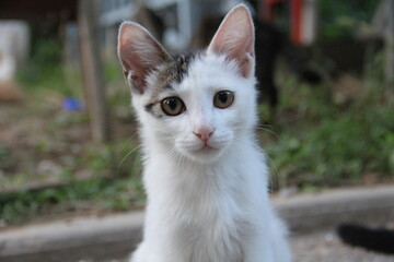 Curious White Kitten Looking at Camera Outdoors © 毓清 李