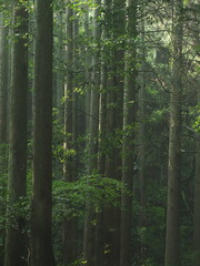 Fototapeta premium 薄暗い杉林の風景