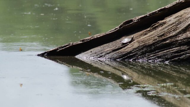 Turtle on a log that is partially submerged in water, sunbathing as dragonflies zip about.