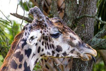 Giraffe (Giraffa camelopardalis) Reaching with Tongue Extended © Matthew Bydalek