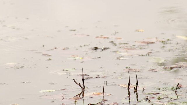 Popular landing spot in a lake for dragonflies.  Looks like easten amberwing dragonflies and the submerged branch looks like from a tulip poplar tree with a spikey end.