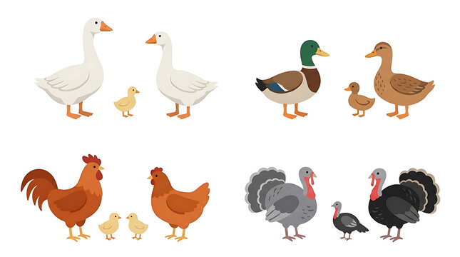 Farm poultry bird collection, flat vector illustration of chickens, ducks, geese and turkeys, domestic livestock set on white background