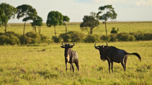 African wildebeest grazing in savanna, wild gnu animals in sunny grassland, safari wildlife in natural habitat